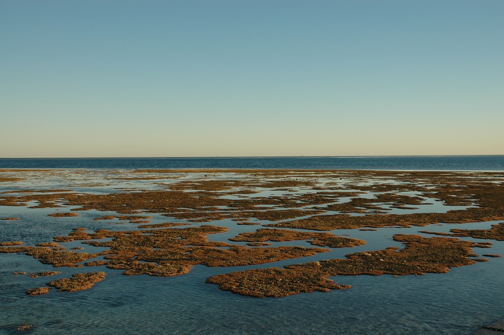 Coral Reef